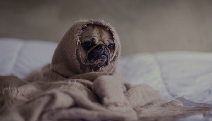 A sad-looking pug wrapped in a blanket, symbolizing the distress and uncertainty faced by individuals whose spouse visa status is at risk.